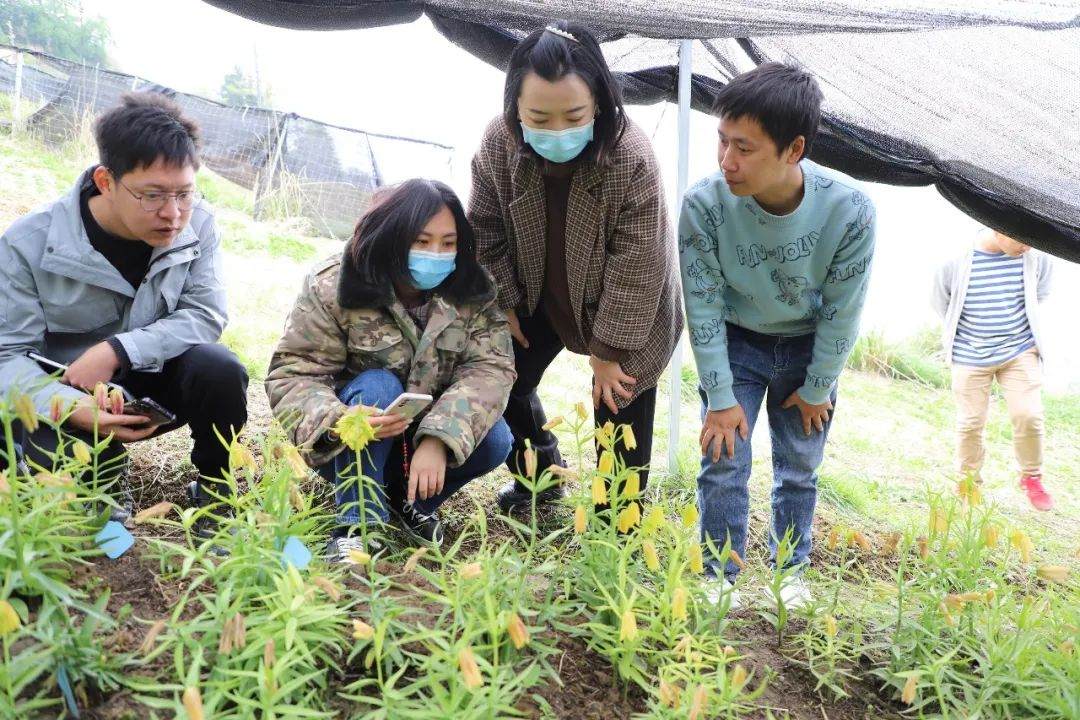 彭州對口支援工作組隊項目組查看瓦布貝母種植情況。彭州市宣傳部供圖
