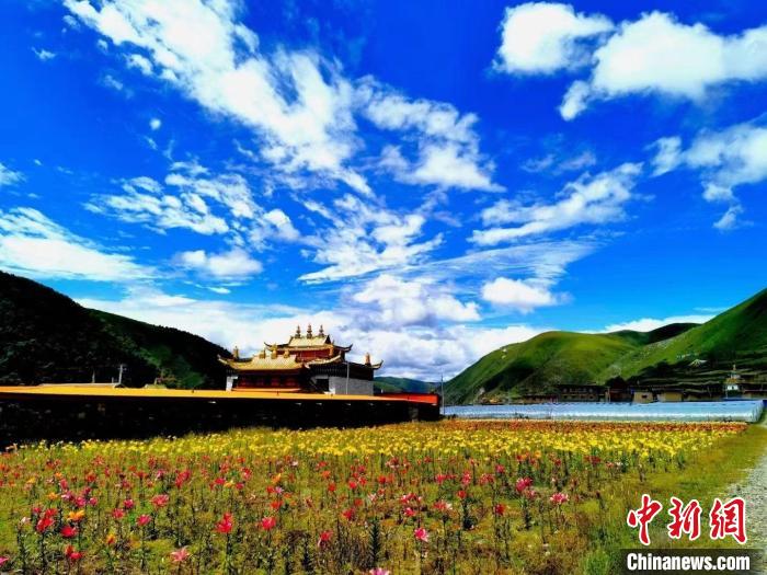 近百畝百合花競相開放，景色誘人。　壤塘縣委宣傳部供圖