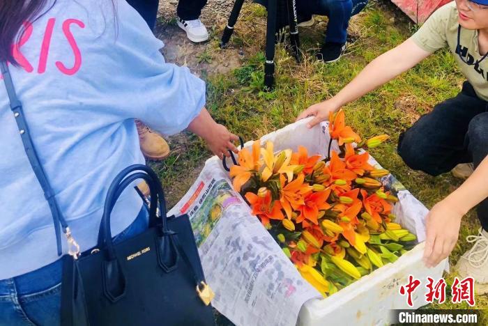 村民采摘百合花?！∪捞量h委宣傳部供圖
