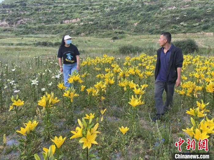 村民采摘百合花。　壤塘縣委宣傳部供圖