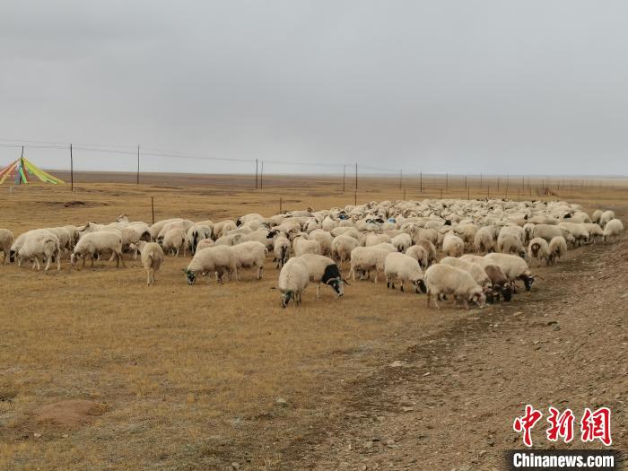 圖為瑪多藏羊?！‖敹嗫h委宣傳部 供圖