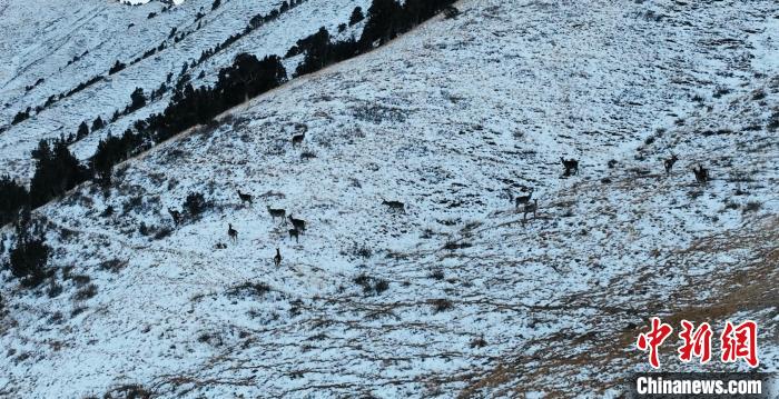 圖為巖羊和馬鹿集體在雪地里休憩?！《继m縣融媒體中心 供圖
