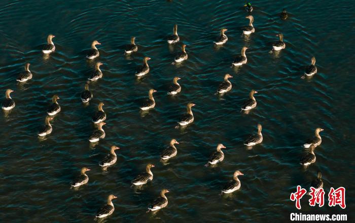 圖為湖中的野生鳥類。　何啟金 攝