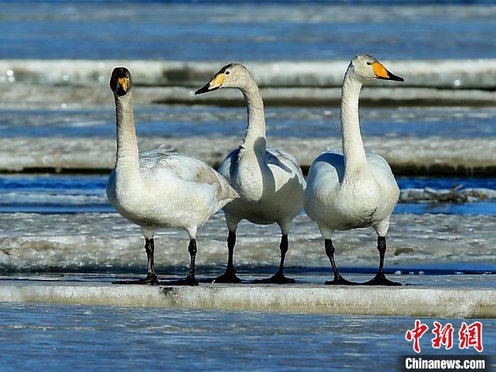 圖為三只天鵝在湖面上曬太陽?！『螁⒔?攝
