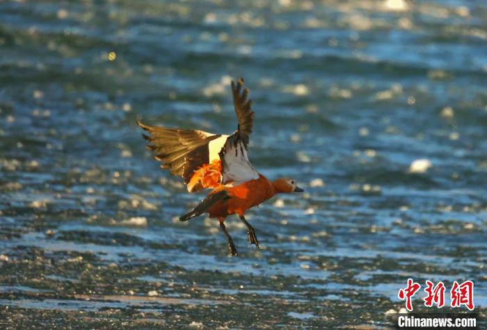圖為赤麻鴨貼著水面飛行?！“兹斩〔冀?攝