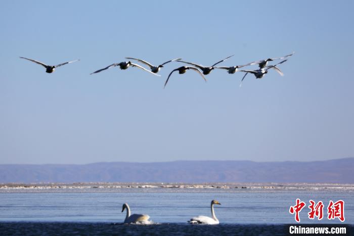 圖為大天鵝在青海湖上空飛翔?！●R怡睿 攝