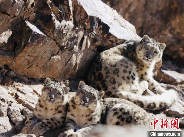 青海都蘭：雪豹、兔猻等多種珍稀野生動物亮相