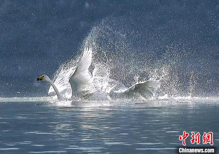 圖為大天鵝在水中嬉戲?！?yán)桉 攝