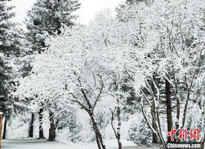 大熊貓國家公園王朗片區(qū)春雪如畫，宛若仙境。　羅春平 攝