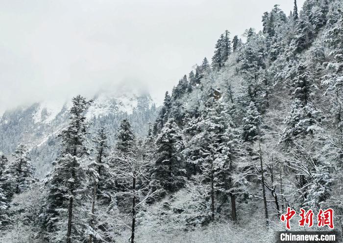大熊貓國家公園王朗片區(qū)春雪如畫，宛若仙境。　羅春平 攝