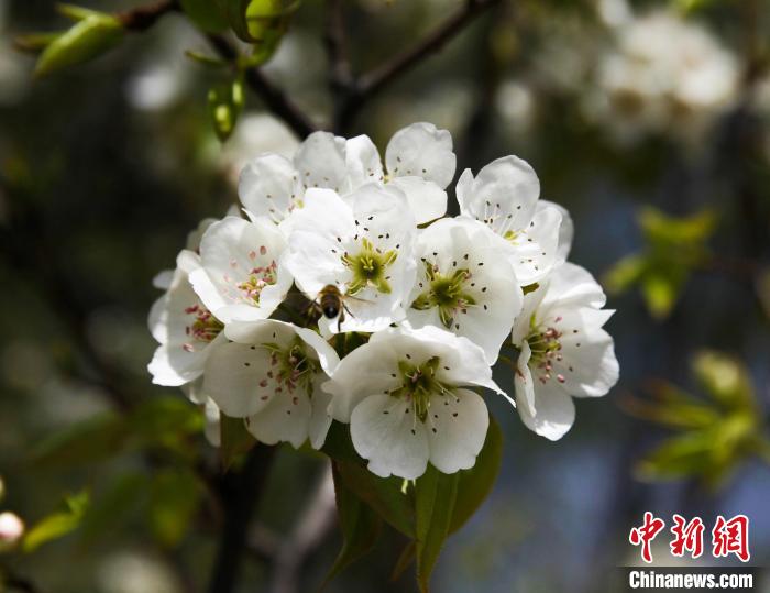 圖為盛開的梨花?！∑钤鲚?攝