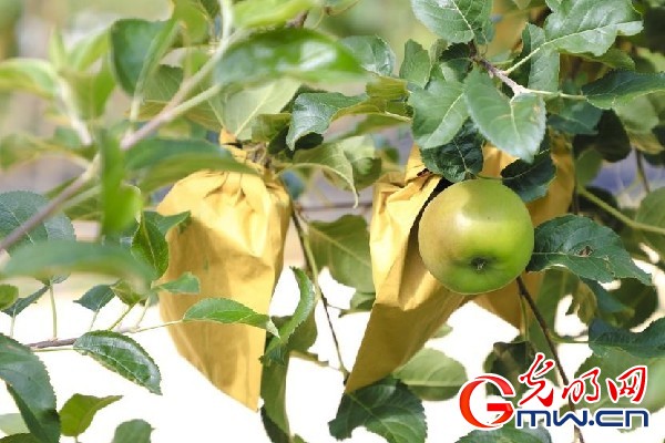 我們的家園｜小蘋果帶動大產(chǎn)業(yè)，帶你看看這座阿壩州小村的鄉(xiāng)村振興新模式
