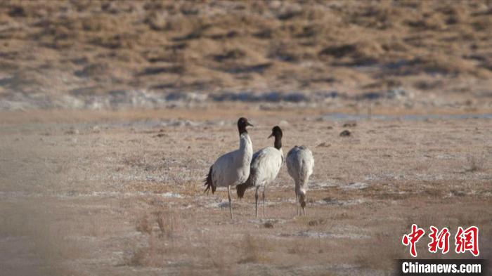 珍稀鳥類黑頸鶴、灰鶴現(xiàn)身青海格爾木