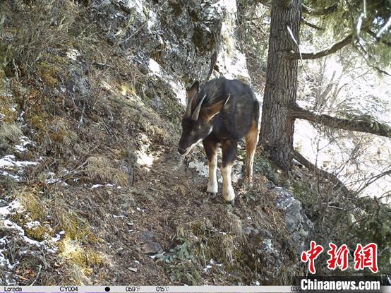 圖為相同位點(diǎn)記錄到的國家二級重點(diǎn)保護(hù)野生動物—中華鬣羚?！≈袊茖W(xué)院昆明動物研究所提供