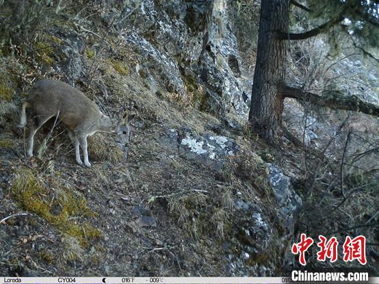 圖為相同位點(diǎn)記錄到的國家一級重點(diǎn)保護(hù)野生動物—馬麝?！≈袊茖W(xué)院昆明動物研究所提供