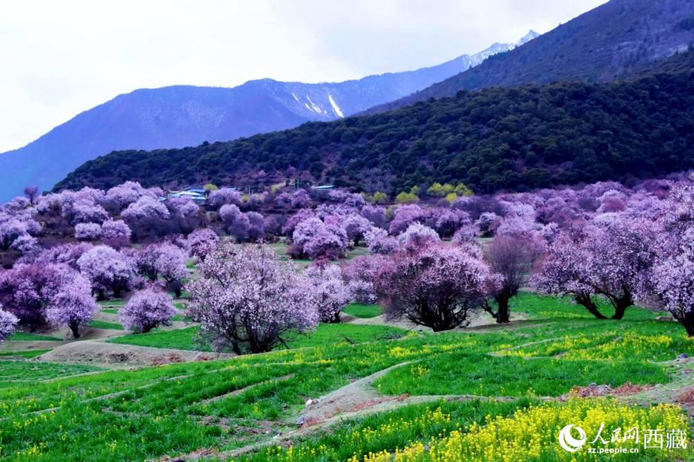 一樹樹野桃花開得正艷。人民網(wǎng) 李海霞攝