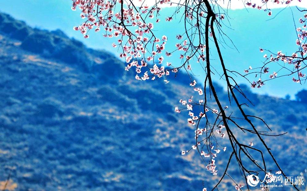 清麗的桃花。人民網(wǎng) 李海霞攝