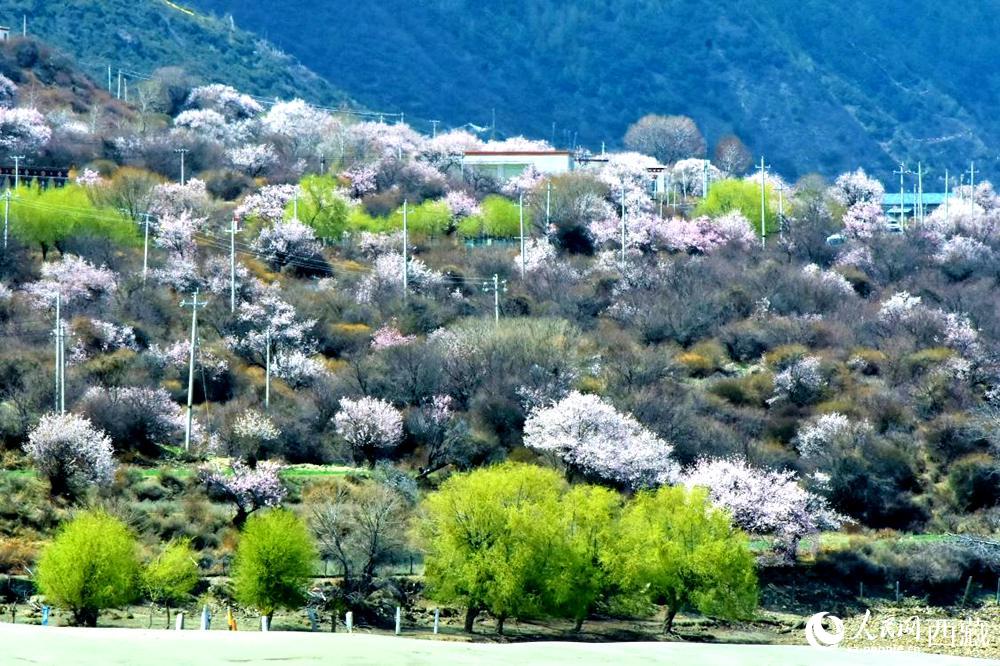 村莊掩映在桃花林中。人民網(wǎng) 李海霞攝