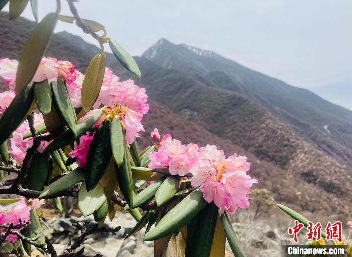 近日，西藏自治區(qū)山南市加查縣索囊溝的杜鵑花競(jìng)相綻放。　冉文娟 攝