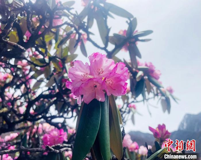 近日，西藏自治區(qū)山南市加查縣索囊溝的杜鵑花競(jìng)相綻放?！∪轿木?攝