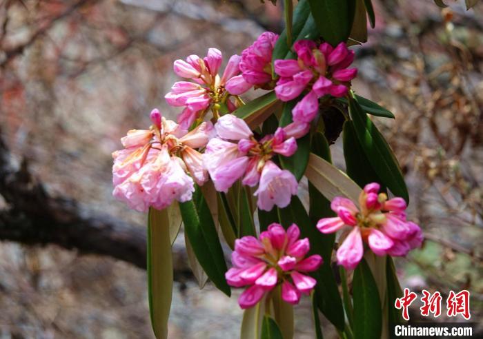 近日，西藏自治區(qū)山南市加查縣索囊溝的杜鵑花競(jìng)相綻放。　冉文娟 攝