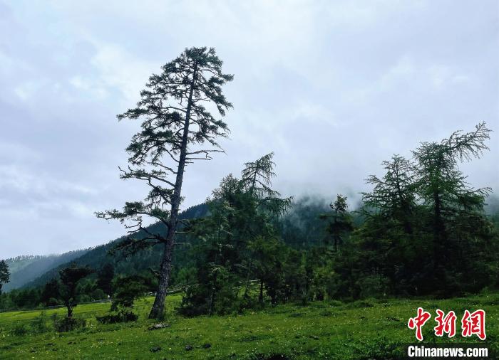6月10日，魯朗小鎮(zhèn)高山牧場(chǎng)景區(qū)風(fēng)光?！∪轿木?攝