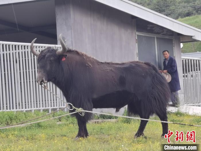 探訪全國(guó)最大牦牛產(chǎn)學(xué)研基地：“大通牦?！备牧己笠峒s180萬(wàn)頭