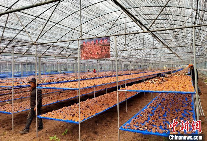 圖為紅太陽科技示范家庭農(nóng)場采收的靈芝?！∑酱胪喙﹫D