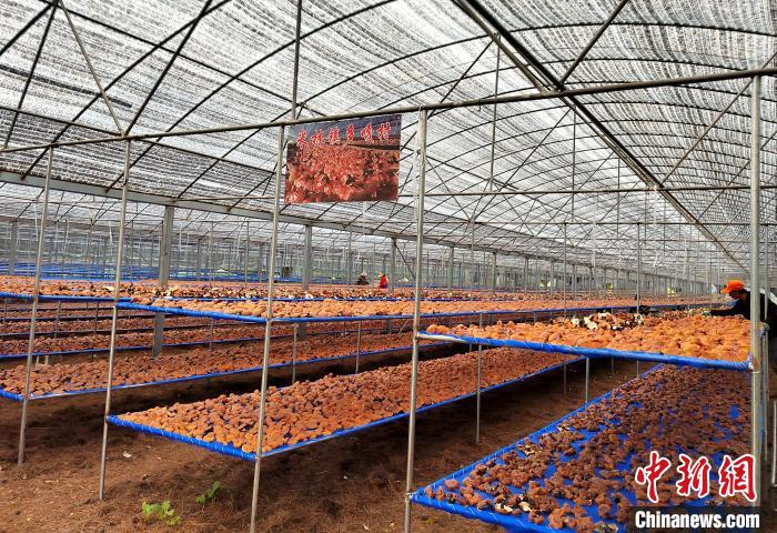 圖為紅太陽科技示范家庭農(nóng)場采收的靈芝?！∑酱胪喙﹫D
