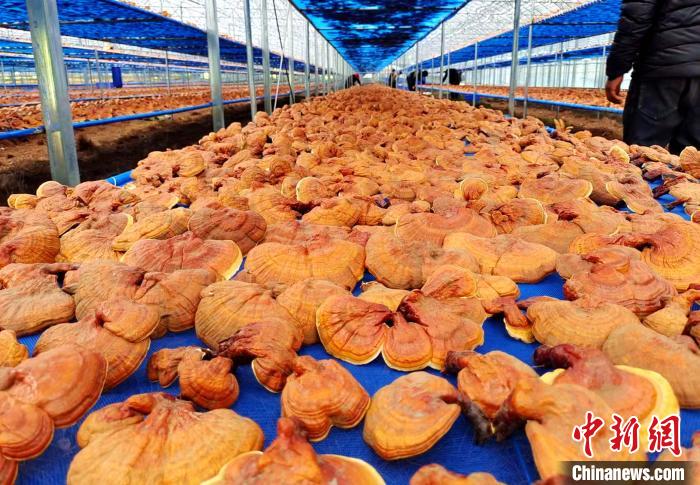 圖為紅太陽科技示范家庭農(nóng)場采收的靈芝?！∑酱胪喙﹫D