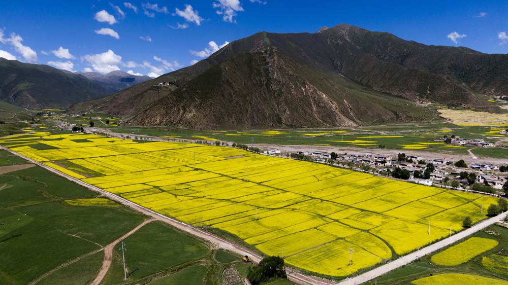 西藏墨竹工卡縣油菜農(nóng)田。