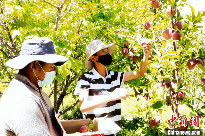 圖為西藏阿里札達(dá)縣底雅鄉(xiāng)村民在自家果園采摘果實(shí)。　阿旺扎西 攝