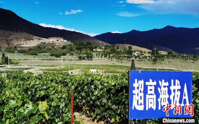 圖為桑日縣種植的葡萄?！∩侥仙Ｈ湛h委宣傳部提供