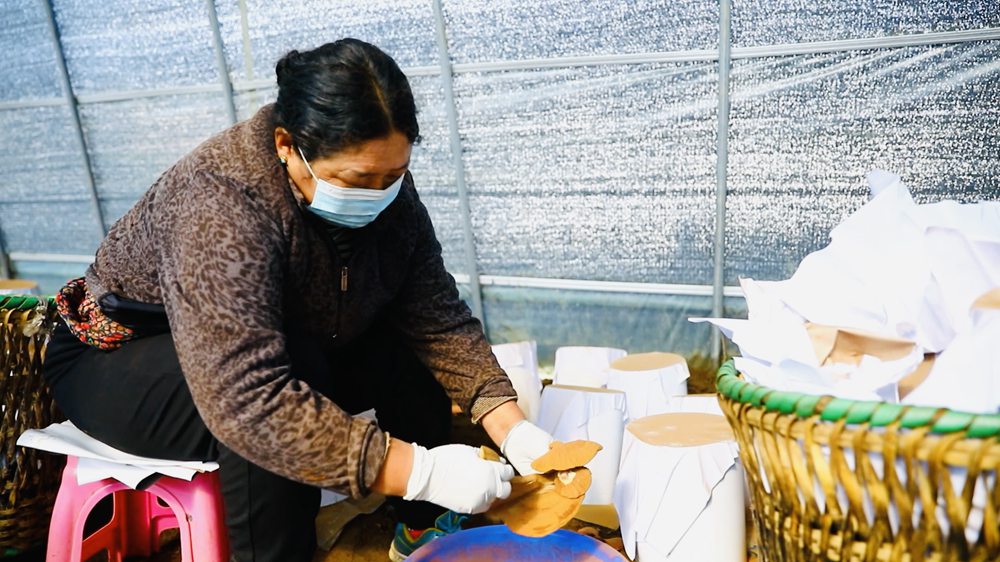 采收靈芝孢子粉。