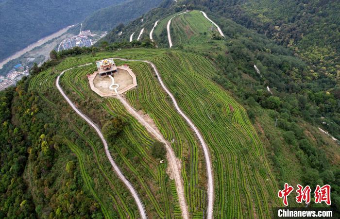 圖為西藏林芝市墨脫縣背崩鄉(xiāng)格林村山頂?shù)木坝^(guān)茶園。(無(wú)人機(jī)照片) 李林 攝