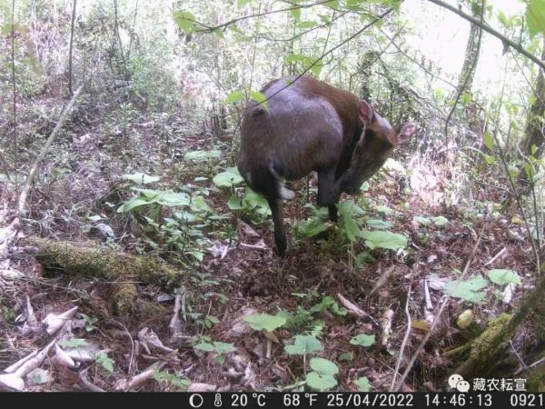 西藏色季拉山發(fā)現(xiàn)雪豹、白頰獼猴等多種珍稀野生動物