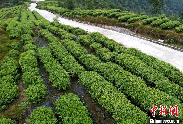 圖為西藏林芝市墨脫縣背崩鄉(xiāng)格林村山頂?shù)木坝^茶園。(無(wú)人機(jī)照片) 李林 攝