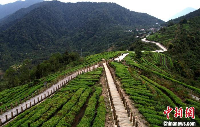 圖為西藏林芝市墨脫縣背崩鄉(xiāng)格林村山頂?shù)木坝^茶園。(無(wú)人機(jī)照片) 李林 攝